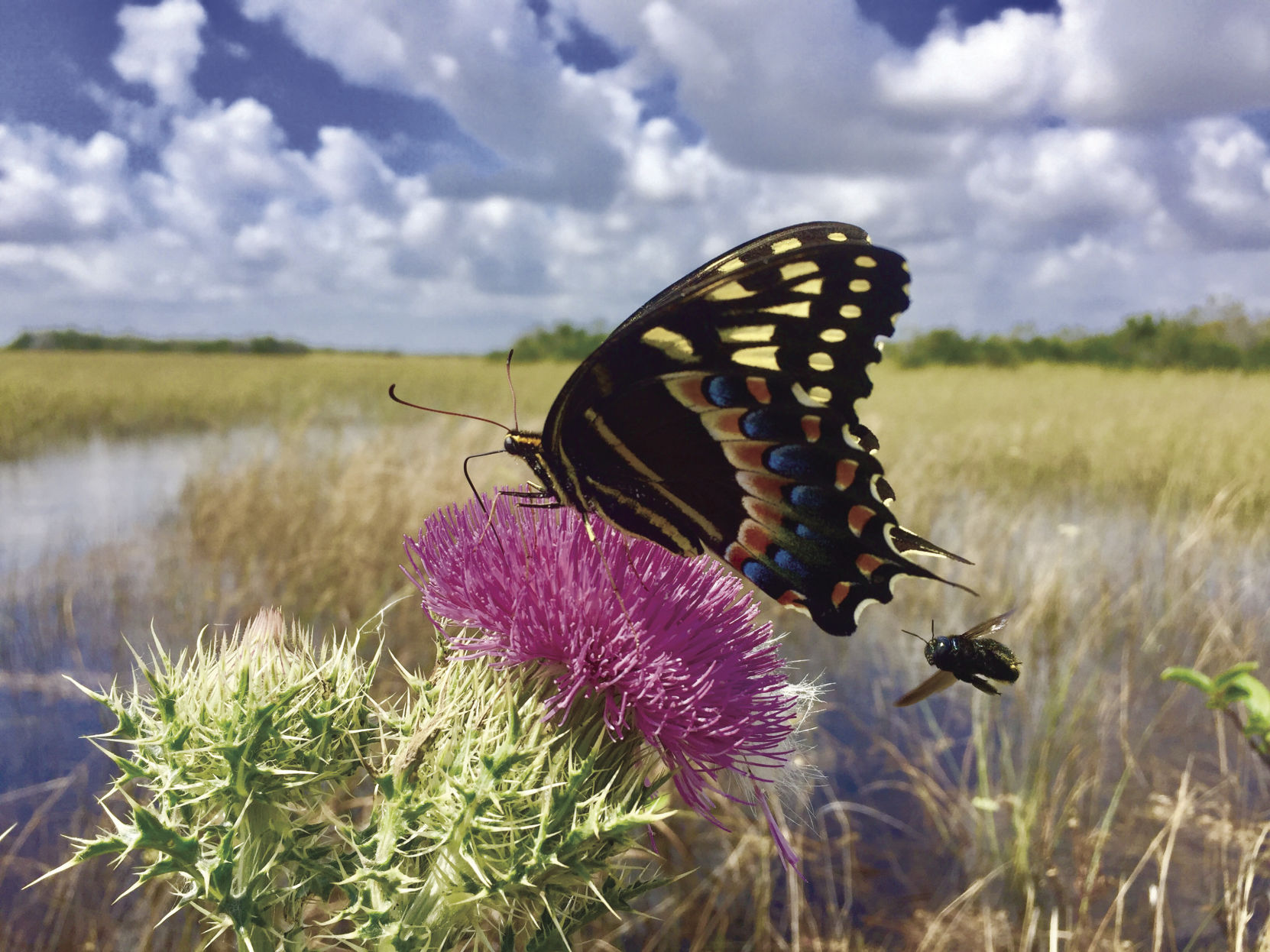 The Pollinators - an Eastern Black Swallowtail Butterfly and Bee
